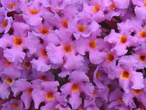 Buddleja d. 'Border Beauty' 60-90 cm container - afbeelding 2