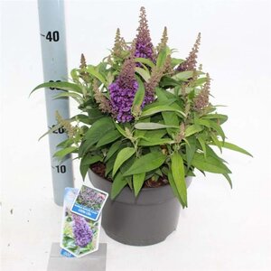 Buddleja d. B. Candy Little Lila 30-40 cm cont. 5,0L - afbeelding 1