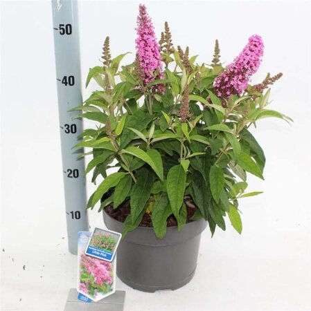 Buddleja d. B. Candy Little Pink 30-40 cm cont. 5,0L - afbeelding 1