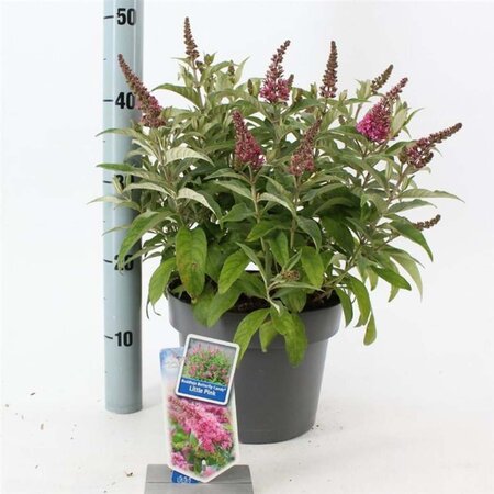 Buddleja d. B. Candy Little Pink 30-40 cm cont. 5,0L - afbeelding 3