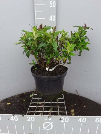 Buddleja d. B. Candy Little Pink 40-50 cm cont. 10L