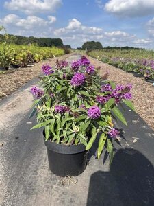 Buddleja d. B. Candy Little Purple 30-40 cm cont. 5,0L - afbeelding 1