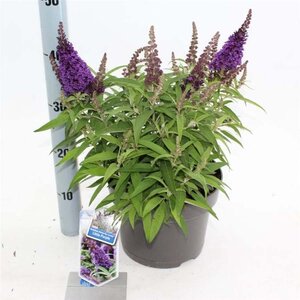 Buddleja d. B. Candy Little Purple 30-40 cm cont. 5,0L - afbeelding 2