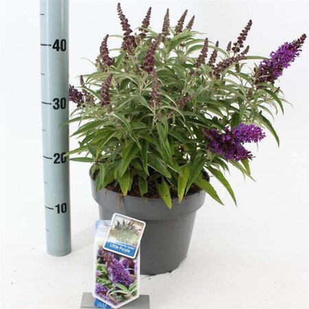 Buddleja d. B. Candy Little Purple 30-40 cm cont. 5,0L - afbeelding 3