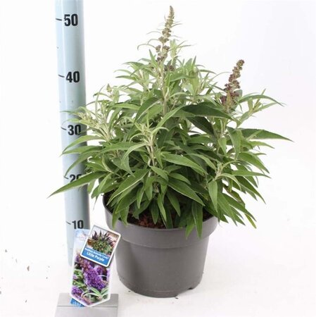 Buddleja d. B. Candy Little Purple 30-40 cm cont. 5,0L - afbeelding 4