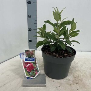 Buddleja d. B. Candy Little Ruby 30-35 cm cont. 3,0L