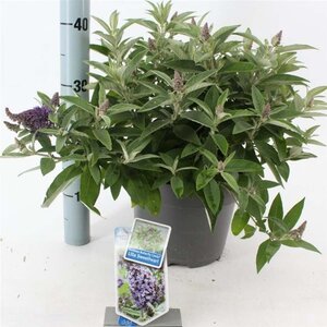 Buddleja d. B. Candy Lila Sweeth. 30-40 cm cont. 5,0L - afbeelding 1