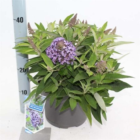 Buddleja d. B. Candy Lila Sweeth. 30-40 cm cont. 5,0L - afbeelding 2