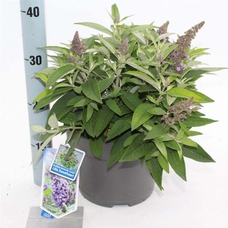 Buddleja d. B. Candy Lila Sweeth. 30-40 cm cont. 5,0L - afbeelding 3