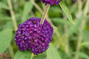 Buddleja d. 'Black Knight' 80-100 cm cont. 10L - afbeelding 3