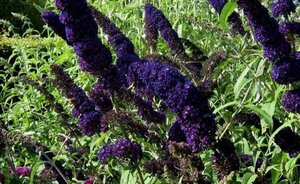 Buddleja d. 'Black Knight' 80-100 cm cont. 10L - afbeelding 5