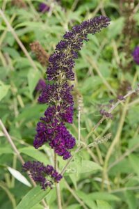 Buddleja d. 'Black Knight' 80-100 cm cont. 10L - afbeelding 6