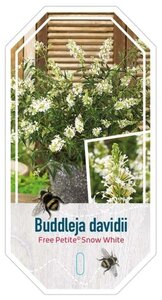 Buddleja Free Petite Snow White 30-40 cm cont. 3,0L - afbeelding 1