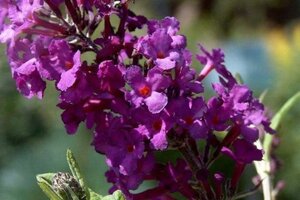 Buddleja d. 'Harlequin' 50-60 cm cont. 3,0L - afbeelding 1