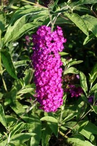 Buddleja d. 'Harlequin' 50-60 cm cont. 3,0L - afbeelding 2