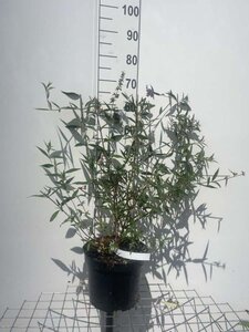 Buddleja davidii nanhoensis geen maat specificatie cont. 7,5L