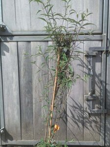 Buddleja d. 'Nanho Blue' 80-100 cm cont. 7,5L - afbeelding 1