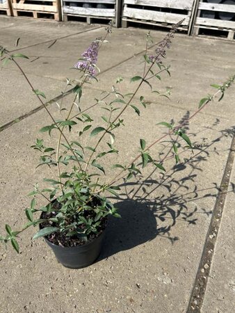 Buddleja d. 'Nanho Blue' geen maat specificatie cont. 2,0L - afbeelding 1