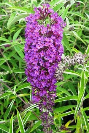 Buddleja d. 'Nanho Purple' 60-90 cm container - afbeelding 3