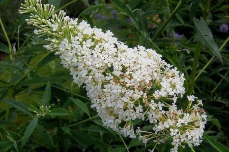 Buddleja d. 'Nanho White' 50-60 cm cont. 3,0L - afbeelding 1