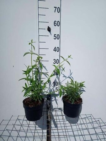 Buddleja d. 'Nanho White' geen maat specificatie cont. 2,0L - afbeelding 2