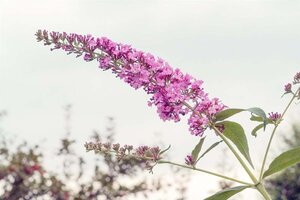 Buddleja d. 'Pink Delight' 100-125 cm met kluit - afbeelding 1