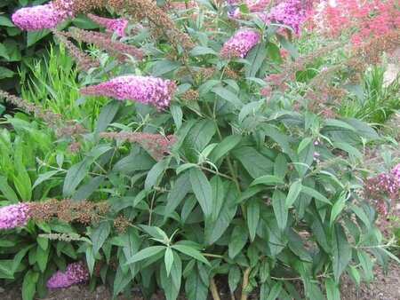 Buddleja d. 'Pink Delight' 100-125 cm met kluit - afbeelding 3