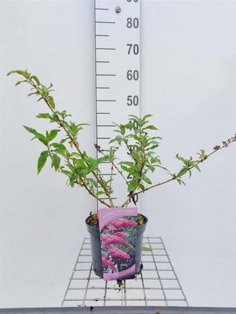 Buddleja d. 'Pink Delight' 50-60 cm cont. 3,0L - afbeelding 6