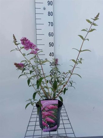 Buddleja d. 'Pink Delight' 50-60 cm cont. 3,0L - afbeelding 3