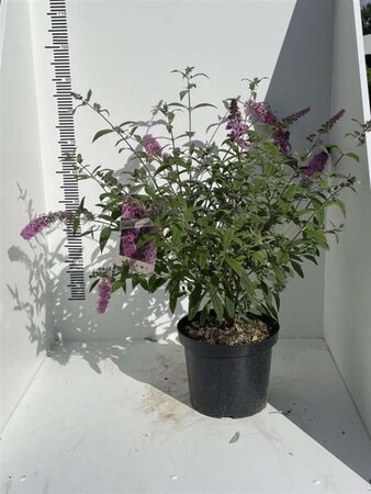 Buddleja d. 'Pink Delight' 60-80 cm cont. 7,5L - afbeelding 1