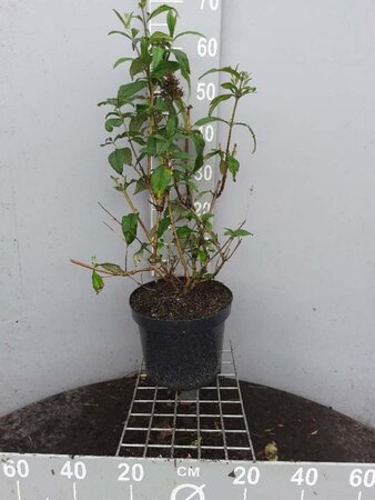 Buddleja d. 'Pink Delight' 60-80 cm cont. 7,5L - afbeelding 2