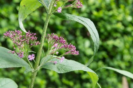 Buddleja d. 'Pink Delight' 60-90 cm container - afbeelding 4