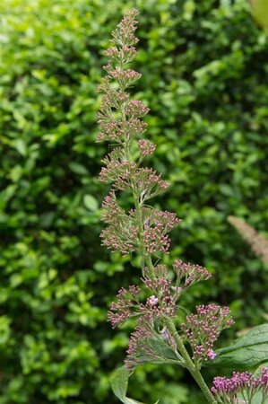 Buddleja d. 'Pink Delight' 80-100 cm cont. 10L - afbeelding 2