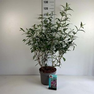 Buddleja d. 'Pink Delight' 80-100 cm cont. 10L - afbeelding 6