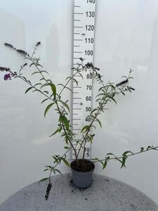 Buddleja d. 'Royal Red' 100-125 cm cont. 5,0L