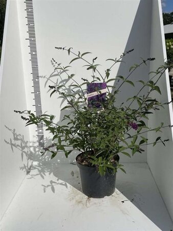 Buddleja d. 'Royal Red' 60-80 cm cont. 7,5L