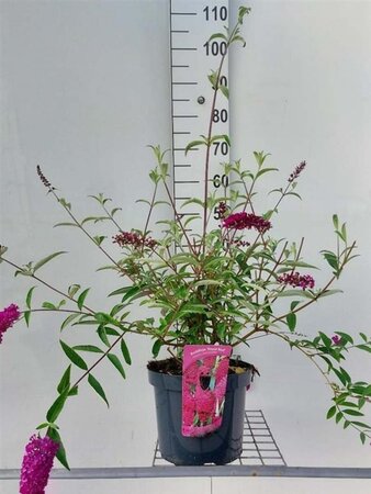 Buddleja d. 'Royal Red' 60-80 cm cont. 7,5L