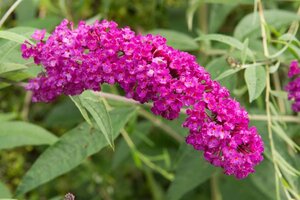 Buddleja d. 'Royal Red' 80-120 cm wortelgoed 3-5 tak - afbeelding 1