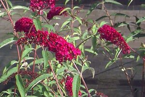 Buddleja d. 'Royal Red' geen maat specificatie cont. 3,0L - afbeelding 1