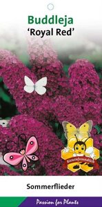 Buddleja d. 'Royal Red' geen maat specificatie cont. 3,0L - afbeelding 2