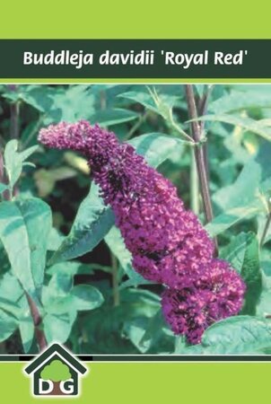 Buddleja d. 'Royal Red' geen maat specificatie cont. 3,0L - afbeelding 10