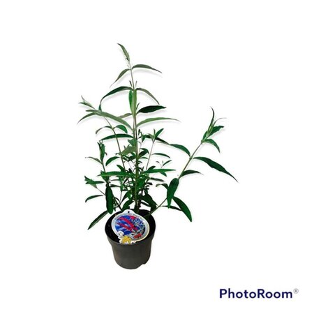 Buddleja d. 'Royal Red' geen maat specificatie cont. 3,0L - afbeelding 7