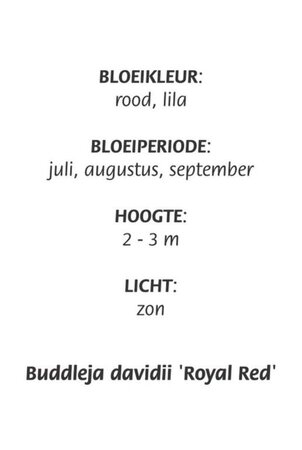 Buddleja d. 'Royal Red' geen maat specificatie cont. 3,0L - afbeelding 9