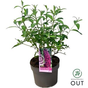 Buddleja d. 'Royal Red' geen maat specificatie cont. 3,0L - afbeelding 6