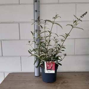 Buddleja d. 'Royal Red' geen maat specificatie cont. 3,0L - afbeelding 11