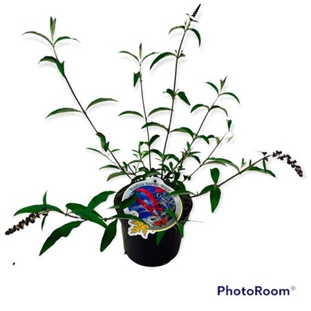 Buddleja d. 'Royal Red' geen maat specificatie cont. 3,0L - afbeelding 5