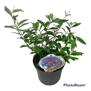 Buddleja d. 'Royal Red' geen maat specificatie cont. 3,0L - afbeelding 3