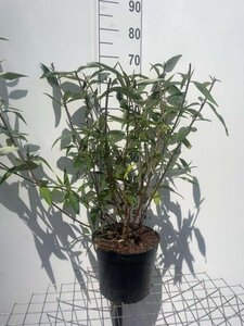 Buddleja d. 'Royal Red' geen maat specificatie cont. 7,5L