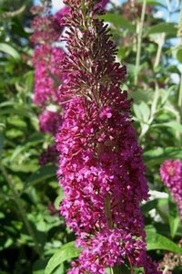 Buddleja d. 'Summer Beauty' 60-90 cm container