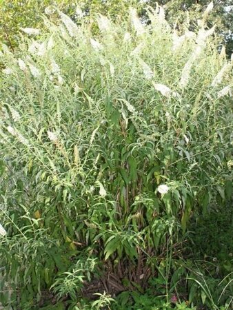 Buddleja d. 'White Profusion' 100-125 cm met kluit - afbeelding 1